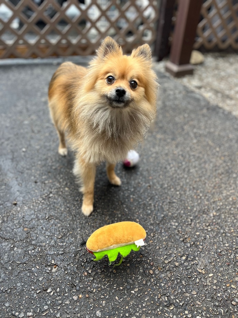 Colby, an adoptable Pomeranian in Amelia, OH, 45102 | Photo Image 2