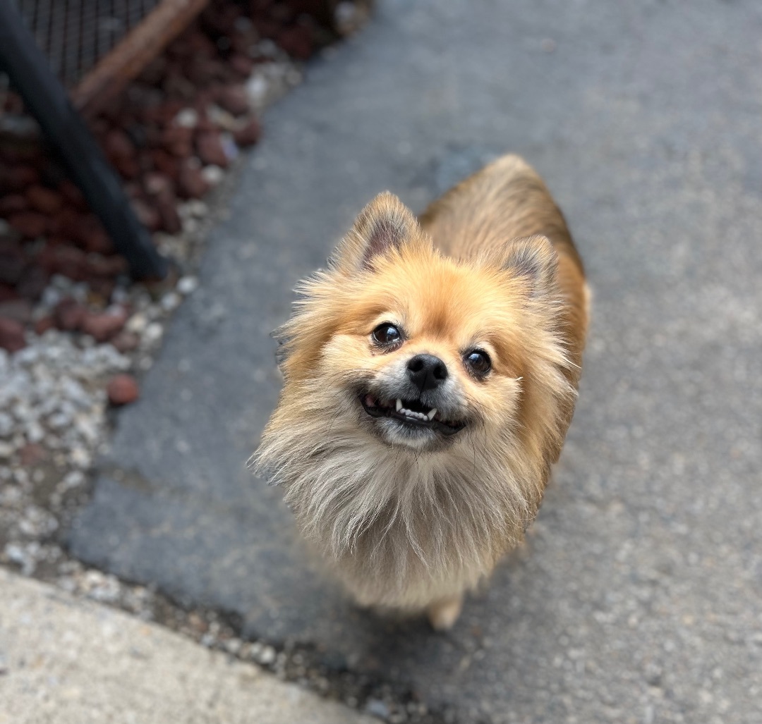Colby, an adoptable Pomeranian in Amelia, OH, 45102 | Photo Image 1