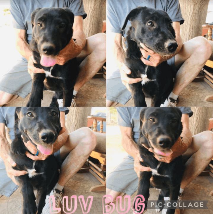 Bobbie's Male Puppies 1