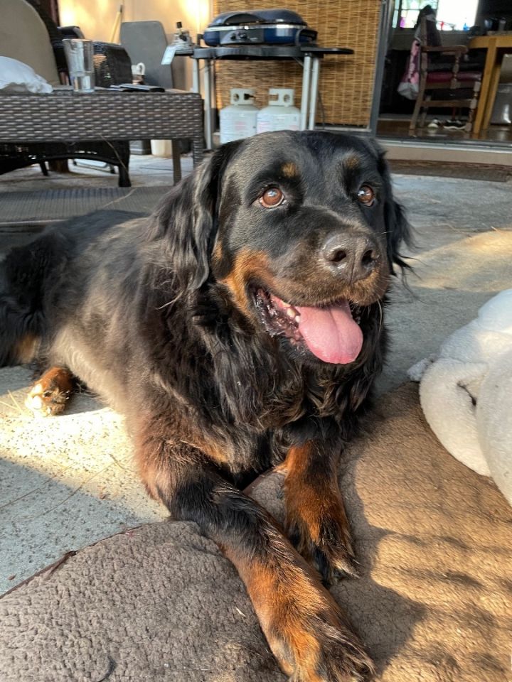 Bernese mountain dog sales rottie mix