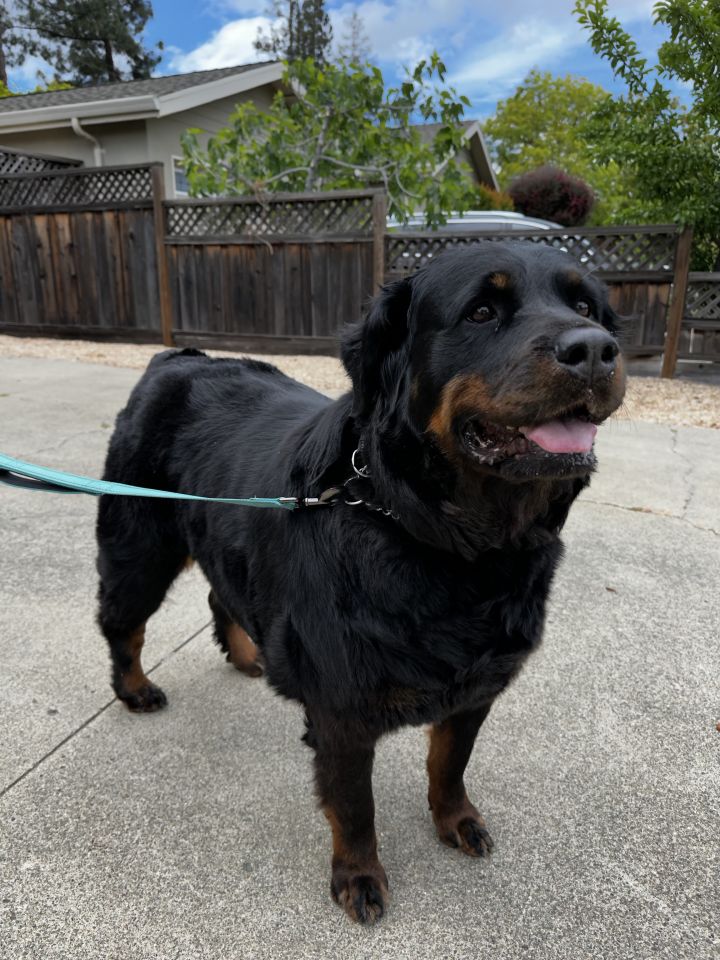 Rottweiler x best sale bernese mountain dog