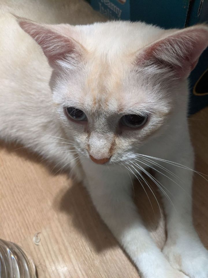 Cat for adoption - Mittens, a Siamese in St Paul, MN | Petfinder
