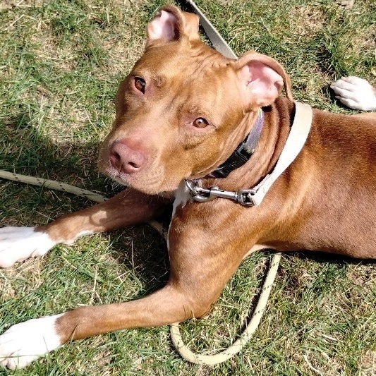 Polly, an adoptable Pit Bull Terrier & American Staffordshire Terrier Mix in Rochester, NY_image-3