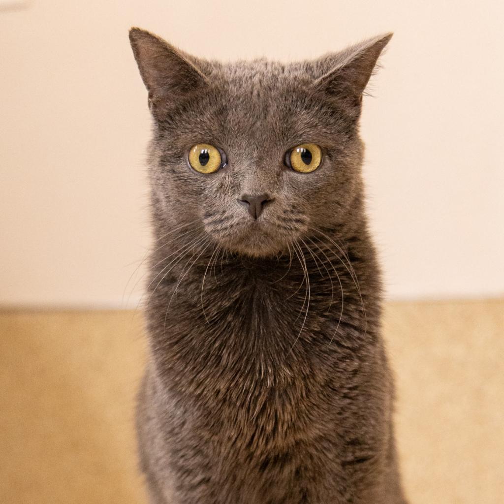 Rocket, an adoptable Domestic Short Hair in Kanab, UT, 84741 | Photo Image 1