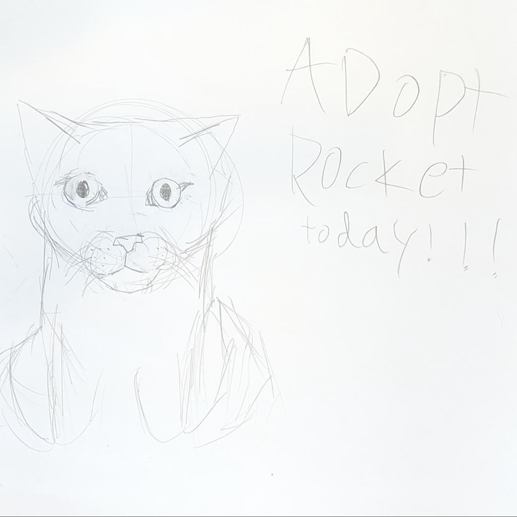 Rocket, an adoptable Domestic Short Hair in Kanab, UT, 84741 | Photo Image 2