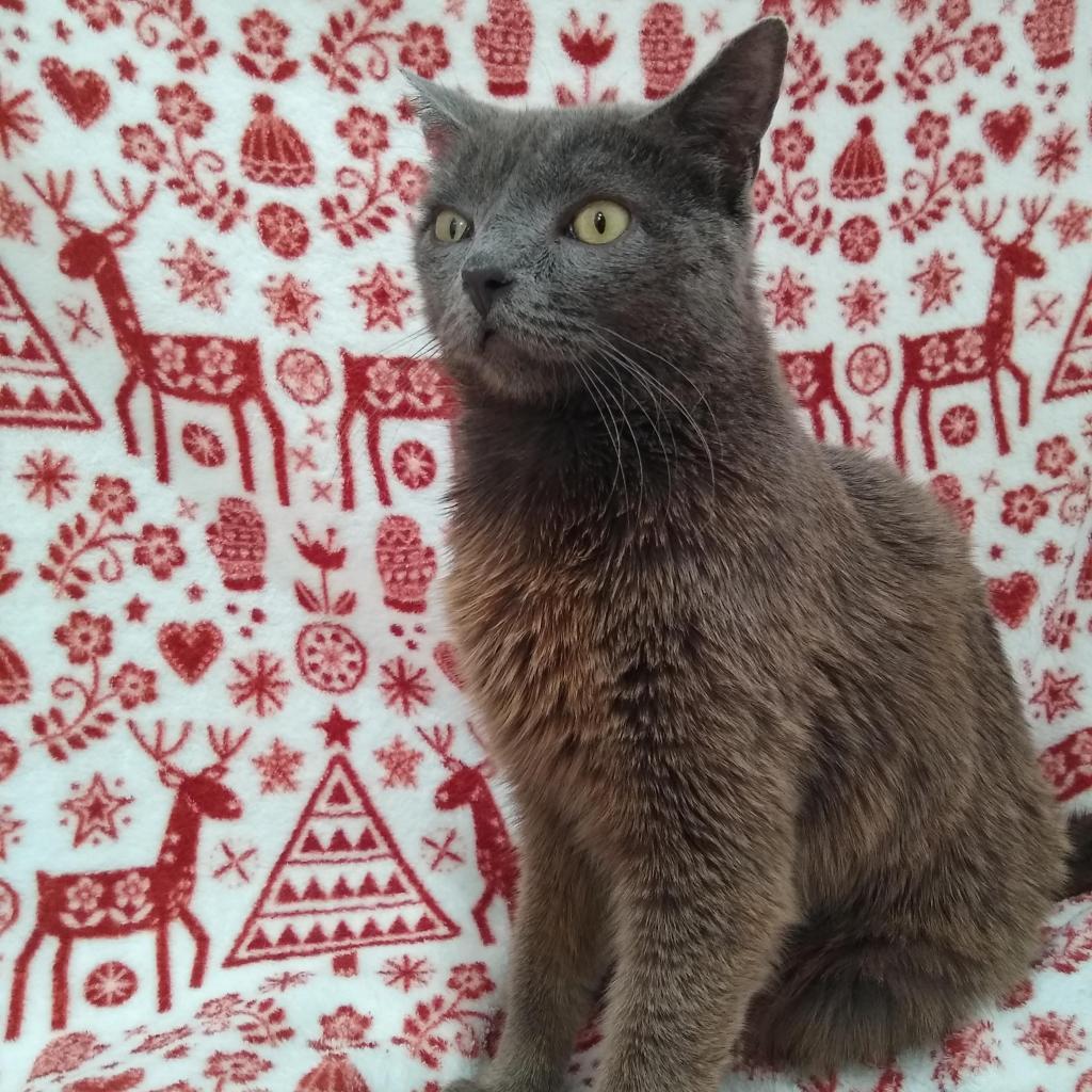 Rocket, an adoptable Domestic Short Hair in Kanab, UT, 84741 | Photo Image 3