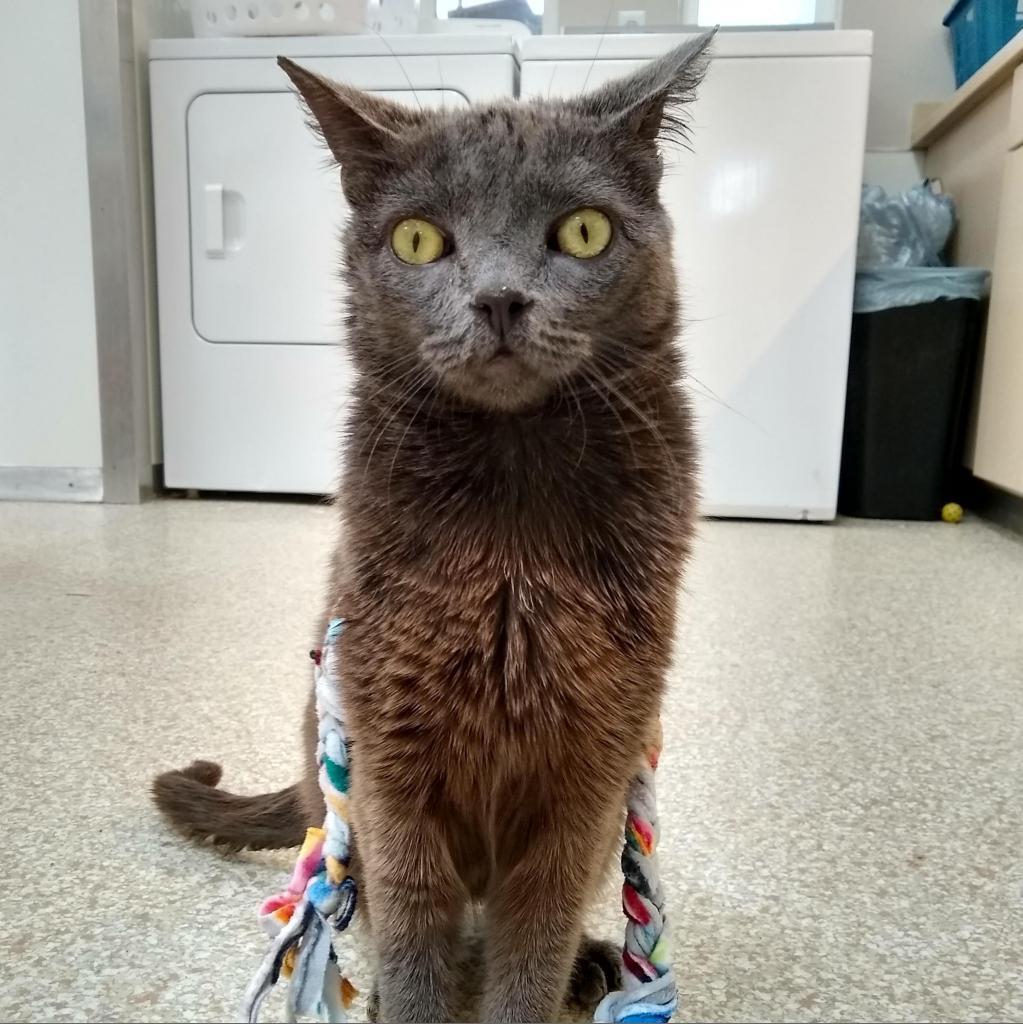 Rocket, an adoptable Domestic Short Hair in Kanab, UT, 84741 | Photo Image 4