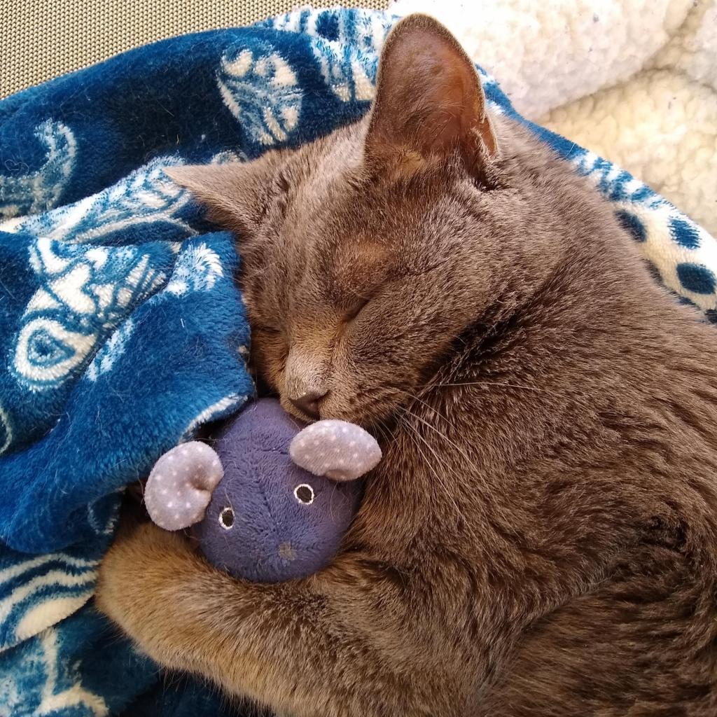Rocket, an adoptable Domestic Short Hair in Kanab, UT, 84741 | Photo Image 5