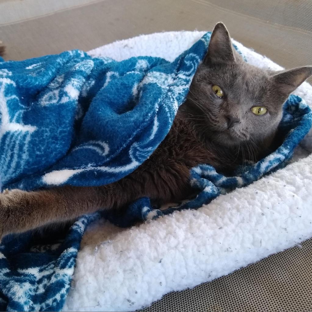 Rocket, an adoptable Domestic Short Hair in Kanab, UT, 84741 | Photo Image 6