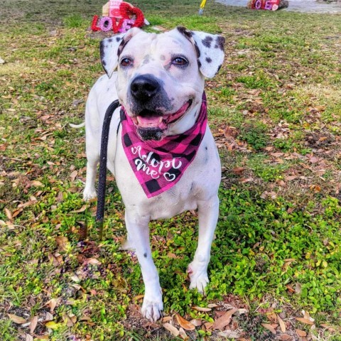Pink, an adoptable Mixed Breed, Dalmatian in Port Charlotte, FL, 33980 | Photo Image 1