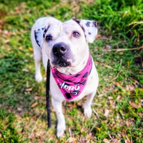 Pink, an adoptable Mixed Breed, Dalmatian in Port Charlotte, FL, 33980 | Photo Image 2