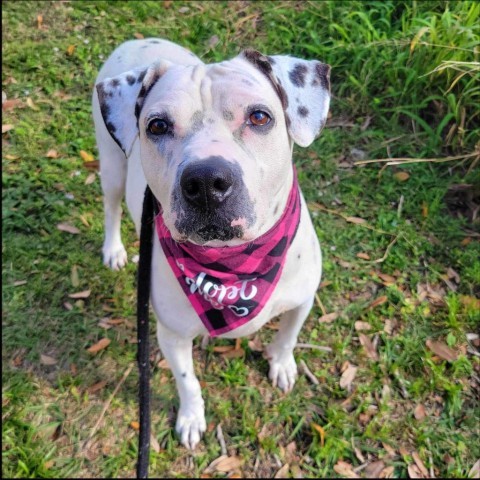 Pink, an adoptable Mixed Breed, Dalmatian in Port Charlotte, FL, 33980 | Photo Image 3