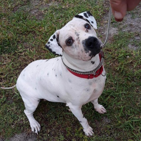 Pink, an adoptable Mixed Breed, Dalmatian in Port Charlotte, FL, 33980 | Photo Image 4