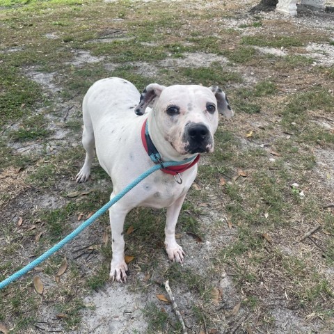 Pink, an adoptable Mixed Breed, Dalmatian in Port Charlotte, FL, 33980 | Photo Image 6