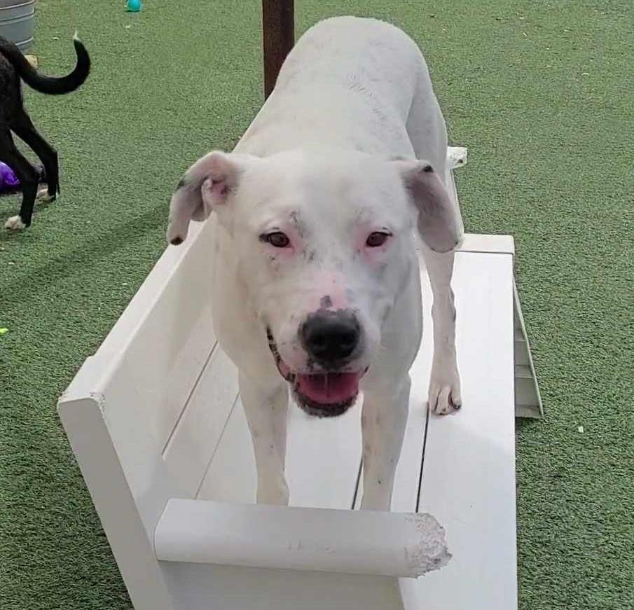 Molly- $75 Adoption Fee! Diamond Dog!, an adoptable Dalmatian, Pit Bull Terrier in Rockwall, TX, 75087 | Photo Image 1