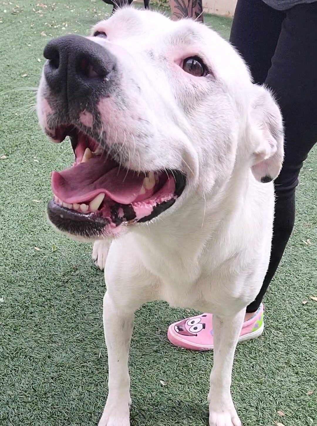 Molly- $75 Adoption Fee! Diamond Dog!, an adoptable Dalmatian, Pit Bull Terrier in Rockwall, TX, 75087 | Photo Image 2