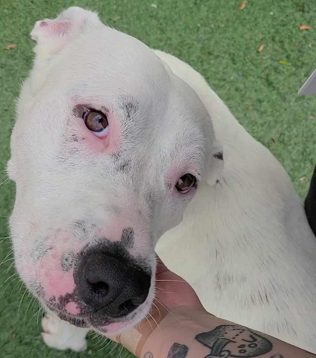 Molly- $75 Adoption Fee! Diamond Dog!, an adoptable Dalmatian, Pit Bull Terrier in Rockwall, TX, 75087 | Photo Image 3