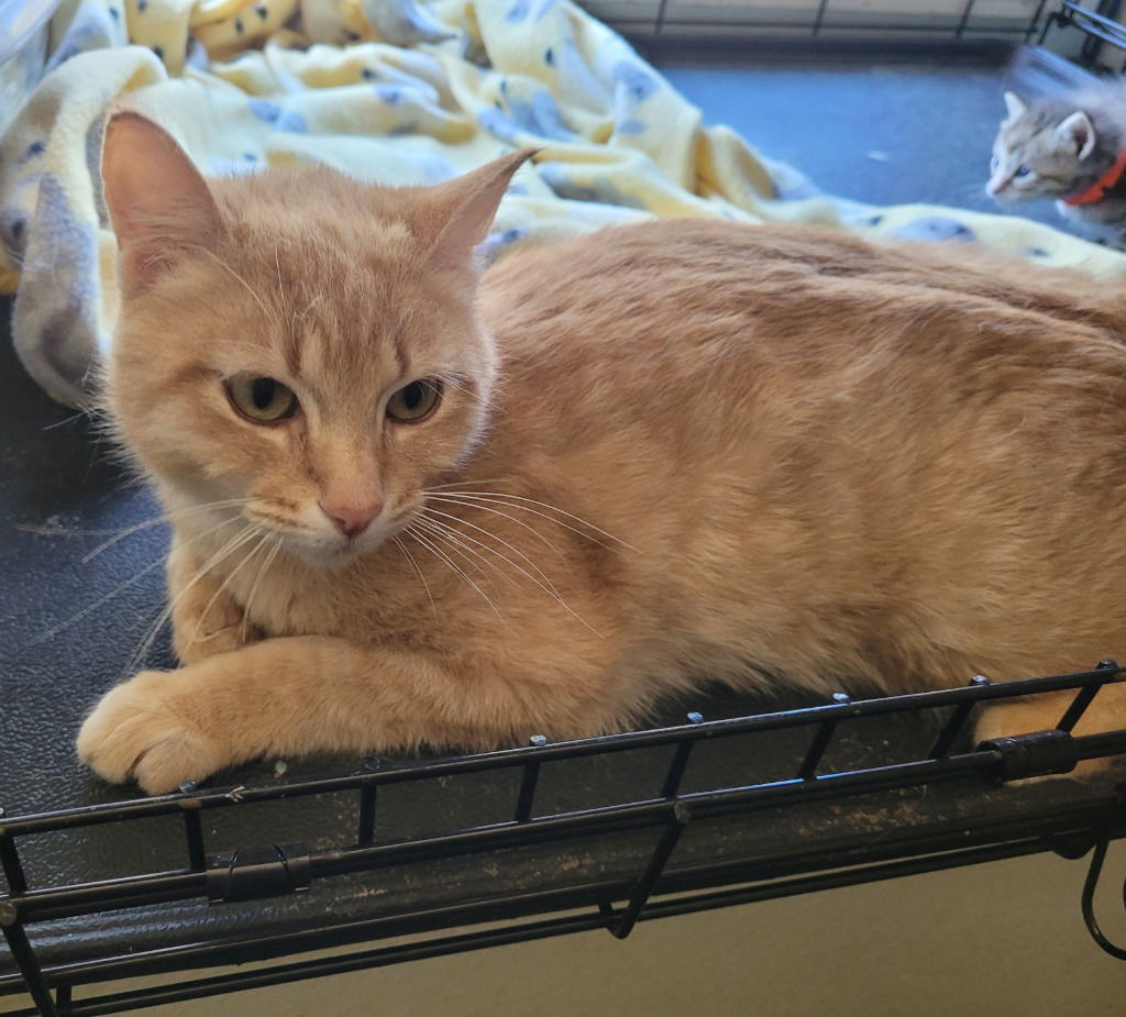 Popoki ( semi feral), an adoptable Domestic Short Hair in Battle Ground, WA, 98604 | Photo Image 1