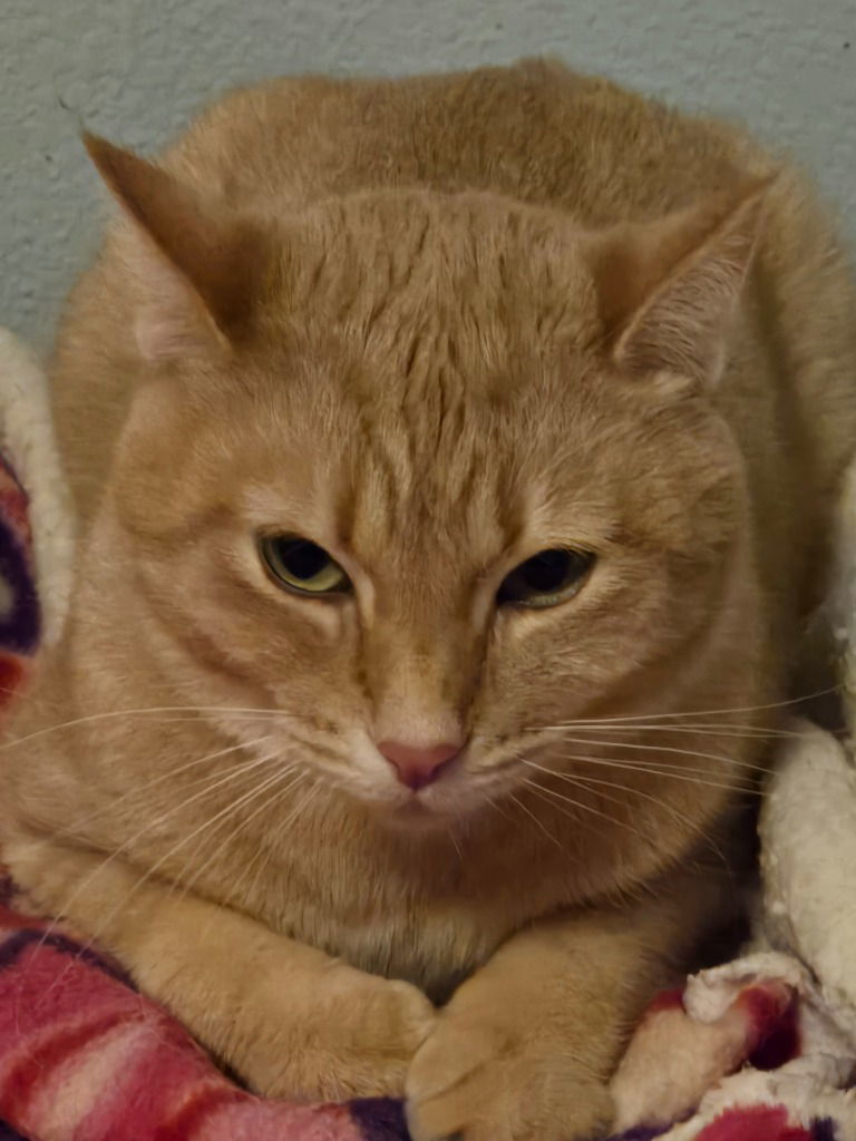 Popoki (semi feral), an adoptable Domestic Short Hair in Battle Ground, WA, 98604 | Photo Image 1