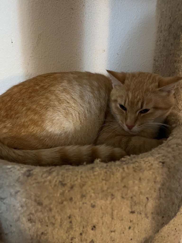 Popoki, an adoptable Domestic Short Hair in Battle Ground, WA, 98604 | Photo Image 3