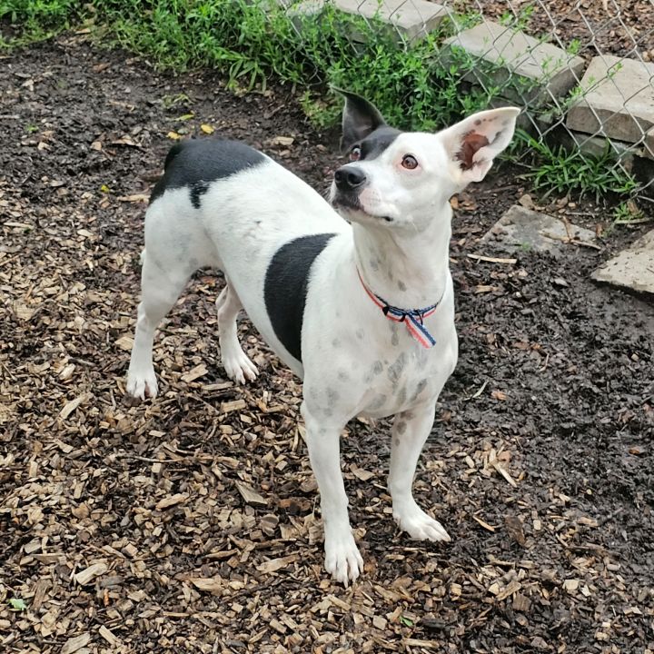 Dottie (and Socrates) 5