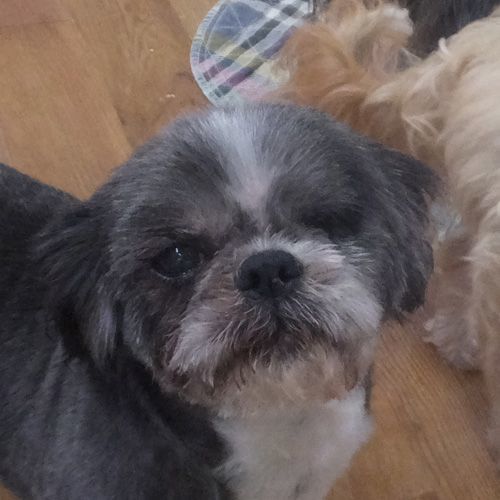 Shih tzu action rescue hot sale adoption