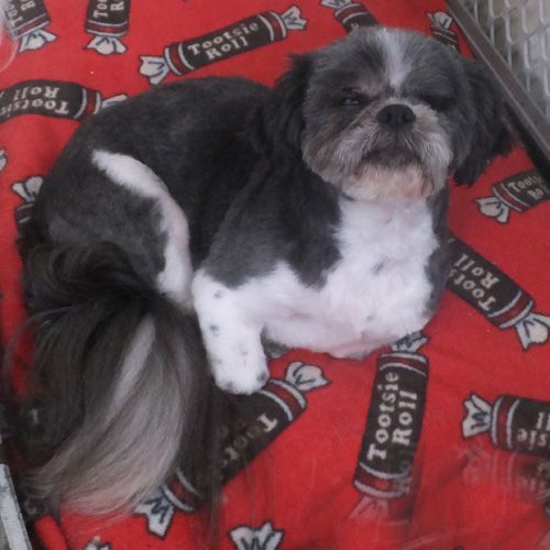 Shih store tzu petfinder