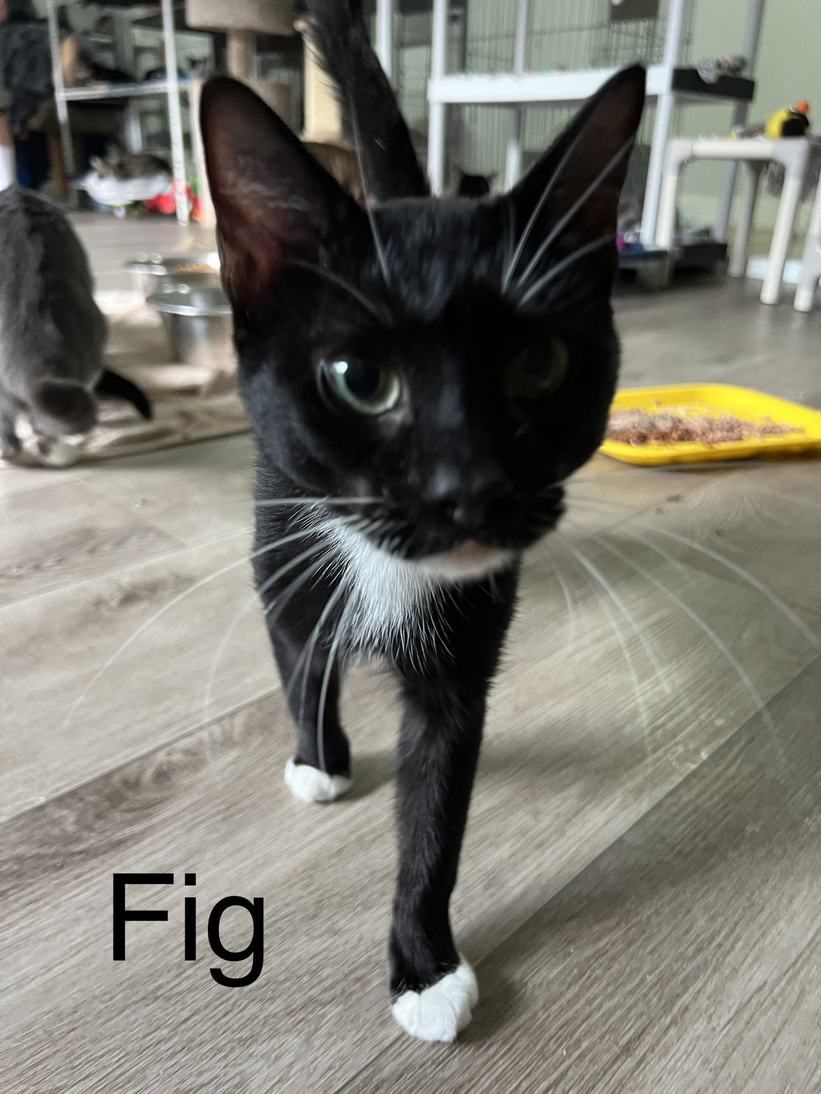 Fig