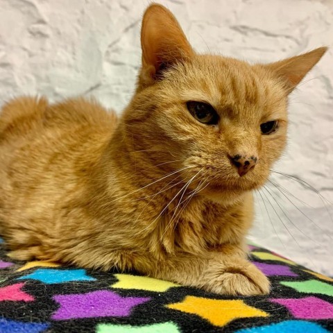 Frances, an adoptable Domestic Short Hair in St. Louis, MO, 63118 | Photo Image 1