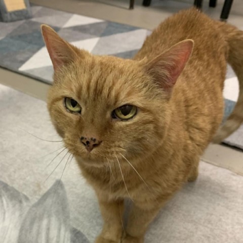 Frances, an adoptable Domestic Short Hair in St. Louis, MO, 63118 | Photo Image 5