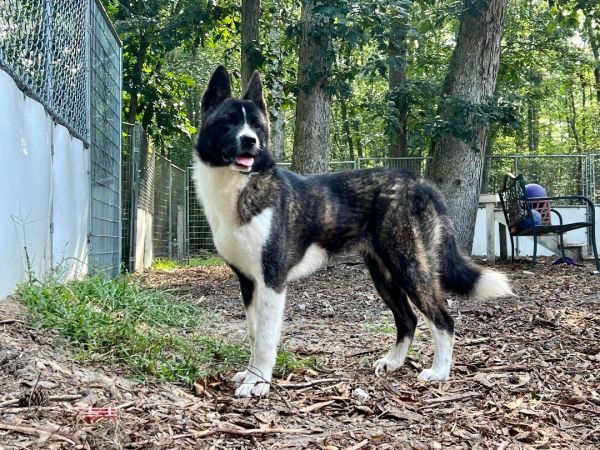 Available - Big East Akita Rescue