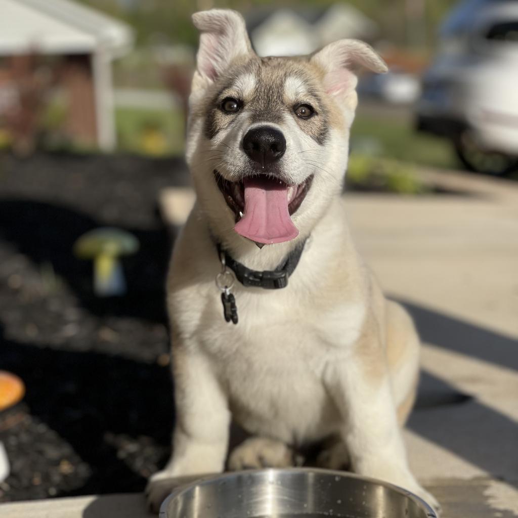 Hati - MISSING, an adoptable Shepherd in Lynchburg, VA, 24502 | Photo Image 1