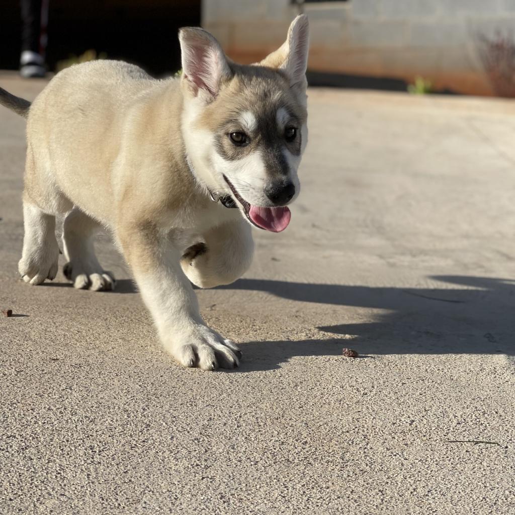 Hati - MISSING, an adoptable Shepherd in Lynchburg, VA, 24502 | Photo Image 2