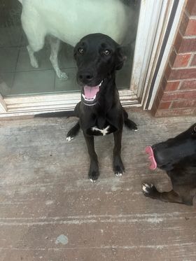 Black lab store and whippet mix