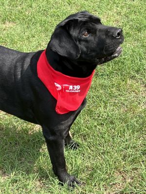 Drax, Adult Male Black Labrador Retriever