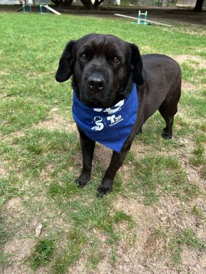 Groot, Adult Male Black Labrador Retriever