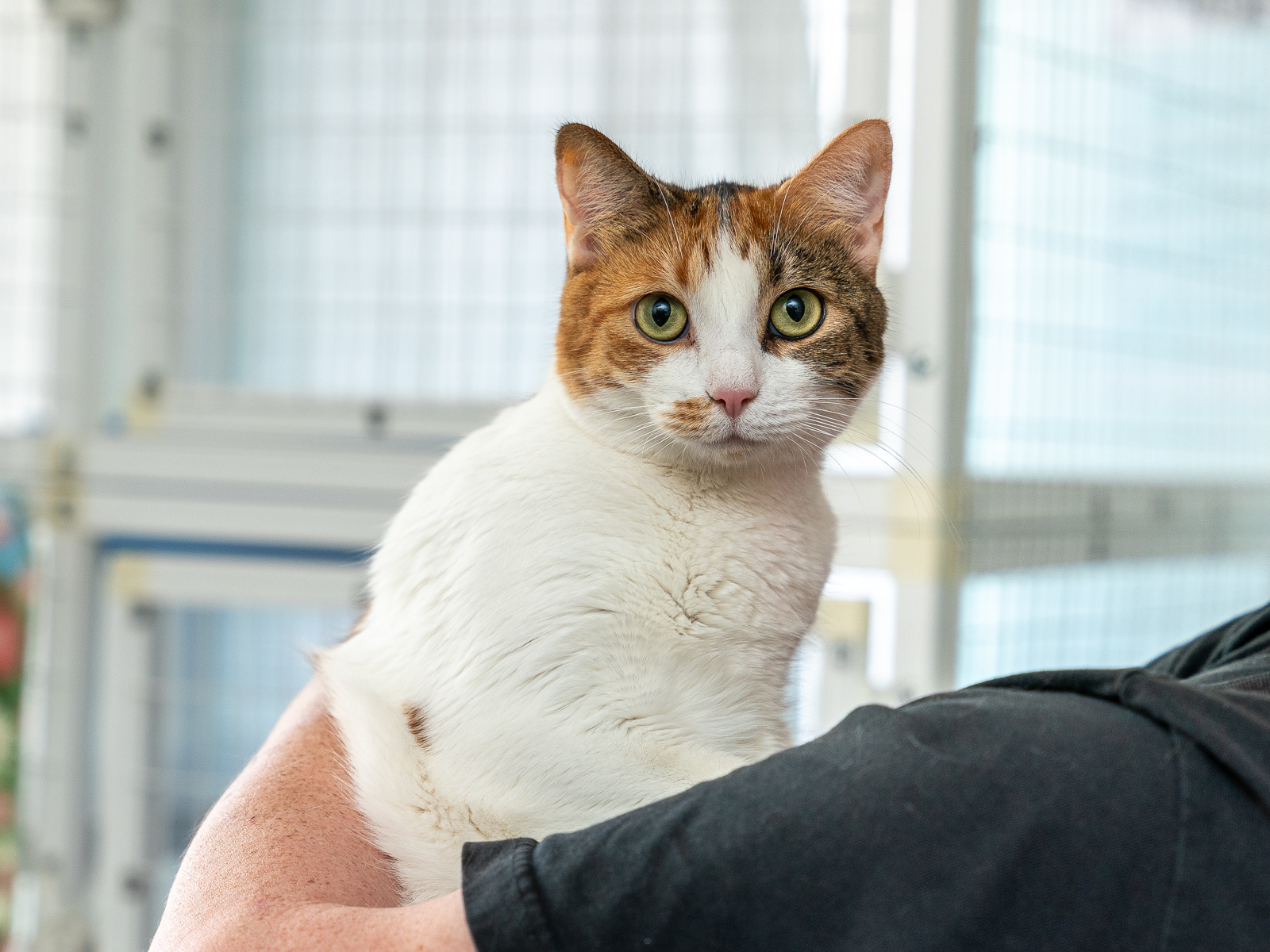 Lassie, an adoptable Domestic Short Hair in Bothell, WA, 98012 | Photo Image 1