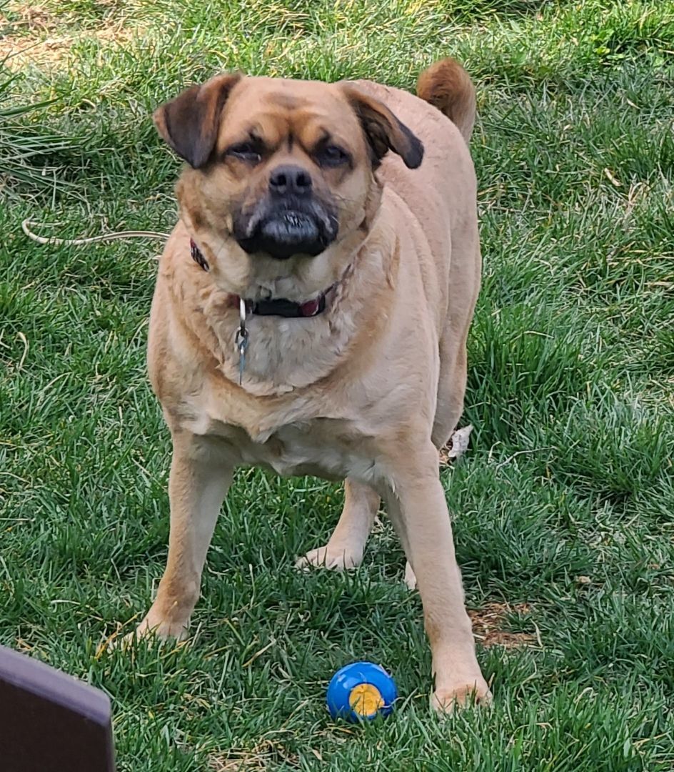 Oakley, an adoptable Puggle in Boiling Springs, PA, 17007 | Photo Image 2