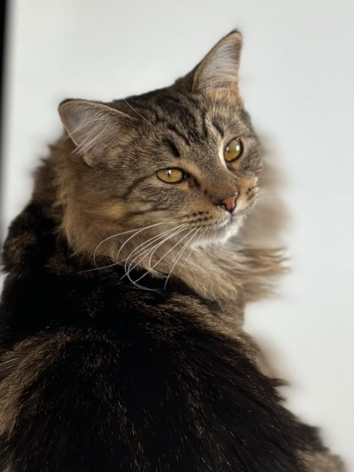 Picasso, an adoptable Domestic Short Hair in Oxnard, CA_image-1