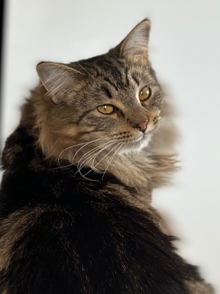 Picasso, an adoptable Domestic Long Hair in Oxnard, CA, 93035 | Photo Image 1