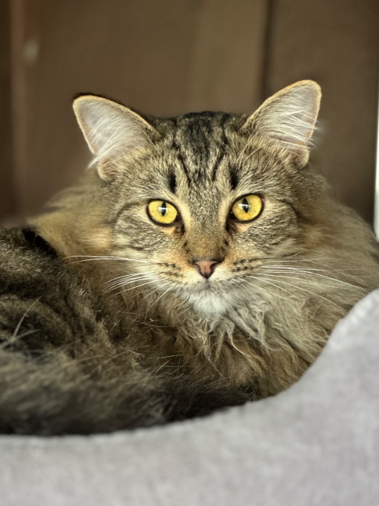 Picasso, an adoptable Domestic Long Hair in Oxnard, CA, 93035 | Photo Image 5