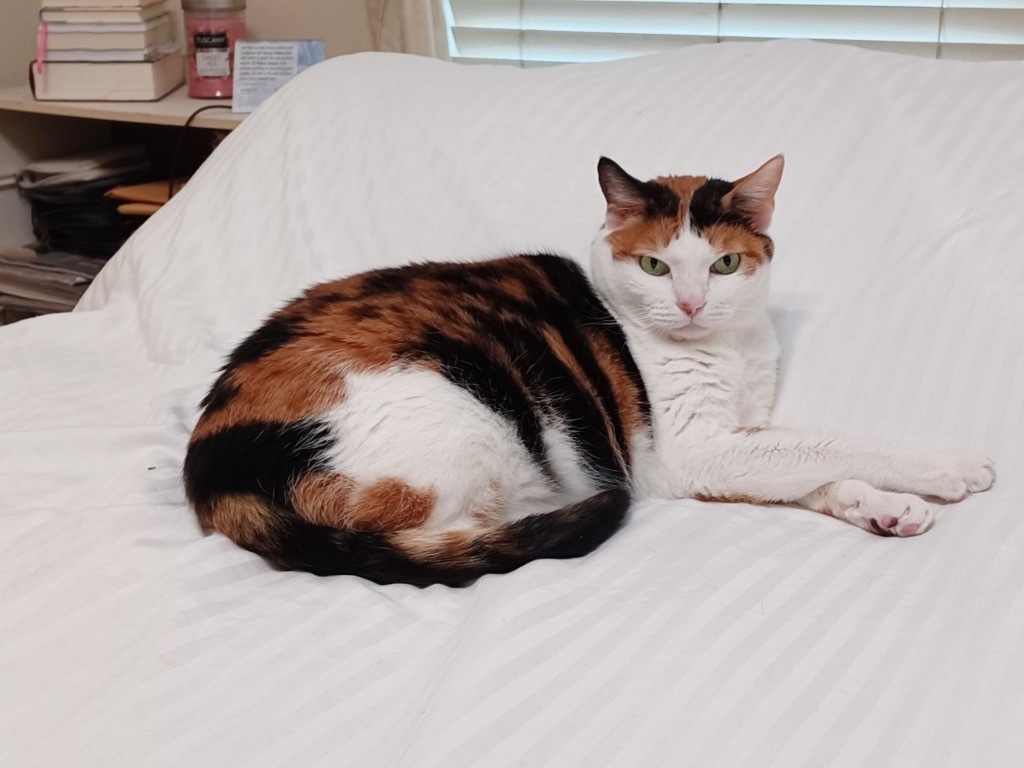 Asha, an adoptable Calico in Oxnard, CA, 93035 | Photo Image 2