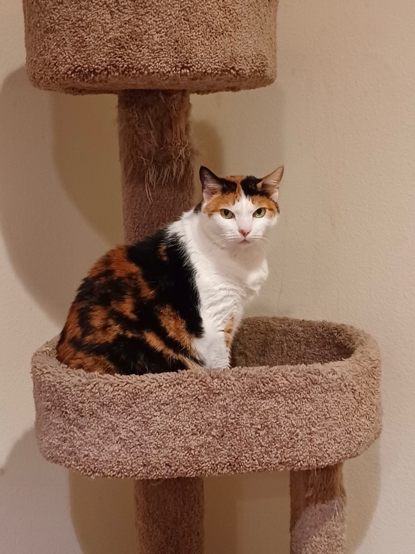 Asha, an adoptable Calico in Oxnard, CA, 93035 | Photo Image 3