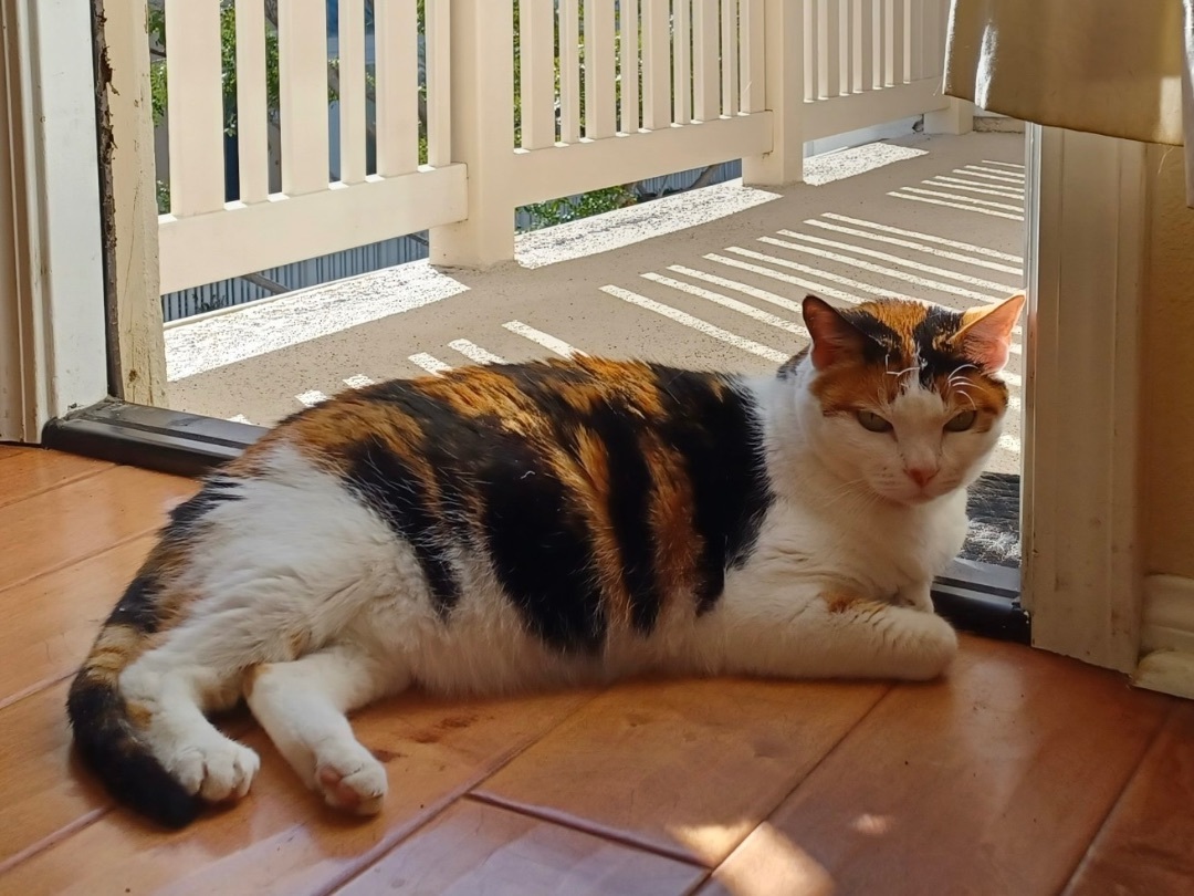 Asha, an adoptable Calico in Oxnard, CA, 93035 | Photo Image 6