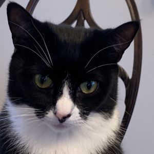 Ava, Adult Female Domestic Short Hair