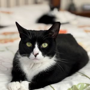 Olivia, Adult Female Domestic Short Hair
