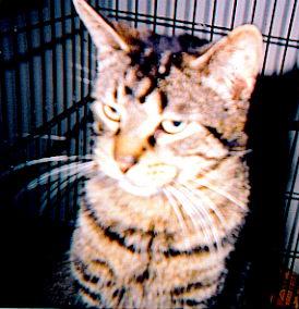 Free-Roamers, an adoptable Domestic Short Hair Mix in Toms River, NJ_image-2
