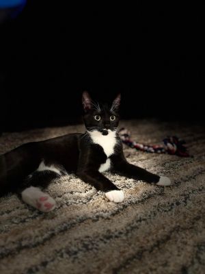 Cat for adoption - Aubrey, a Domestic Short Hair Mix in Oakboro , NC