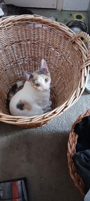 Hello there Im Capurnia a charming female cat eagerly awaiting my 1st birthday on July 21st Im 