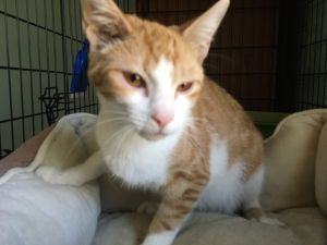 Cats for Adoption Near Hauppauge, NY | Petfinder